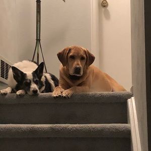 Meet your Posher, Dave